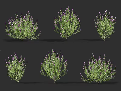 Six Green Plants With Purple Flowers Arranged In Two Rows 3d model