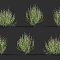 Six Green Plants With Purple Flowers Arranged In Two Rows 3d model