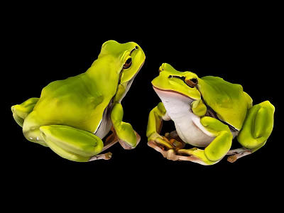 Two Vibrant Green Frogs Sitting On Black Background In Close Up View 3d model