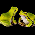 Two Vibrant Green Frogs Sitting On Black Background In Close Up View