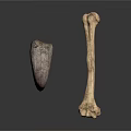 Realistic Animal Horn And Bone Displayed Isolated On White Background