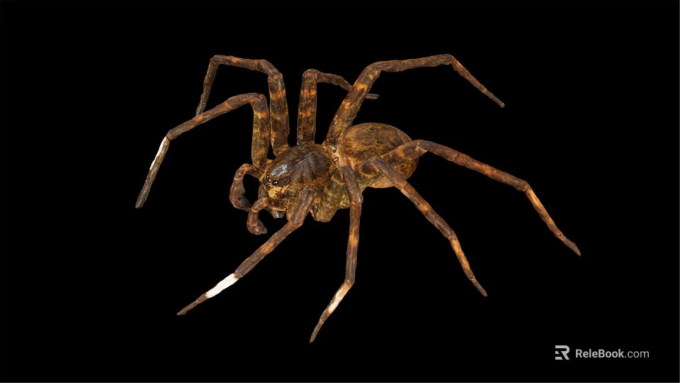 Brown Spider With Eight Legs And Patterned Body On Black Background Close Up 3d model 