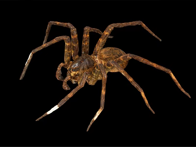 Brown Spider With Eight Legs And Patterned Body On Black Background Close Up 3d model