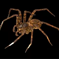 Brown Spider With Eight Legs And Patterned Body On Black Background Close Up 3d model