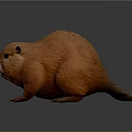 Orange Beaver with Fluffy Fur in Standing Pose on Gray Background Detailed Model