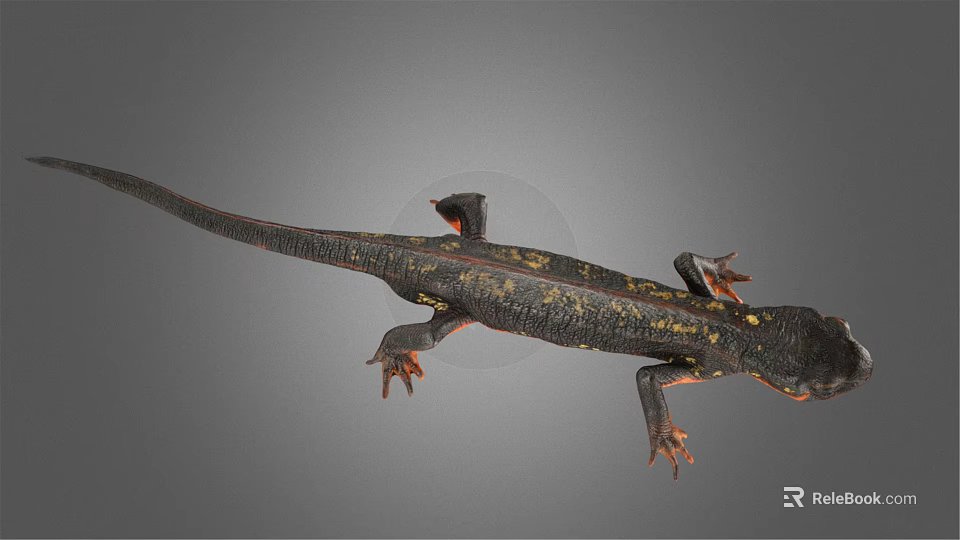 Detailed Black Salamander With Yellow Spots And Red Limbs On Gray Background 3d model 