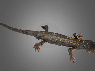 Detailed Black Salamander With Yellow Spots And Red Limbs On Gray Background 3d model