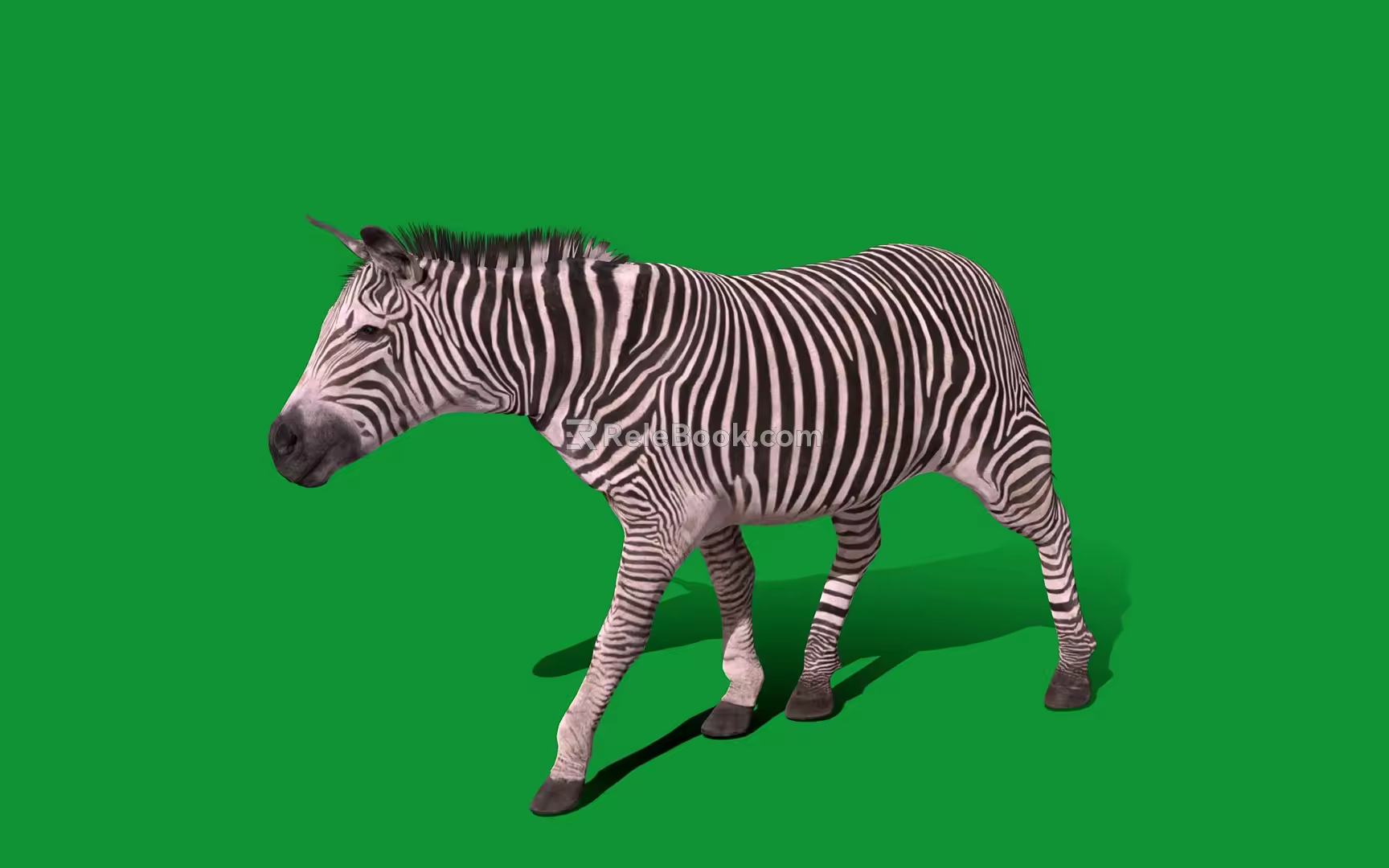 Modern Zebra 3d model