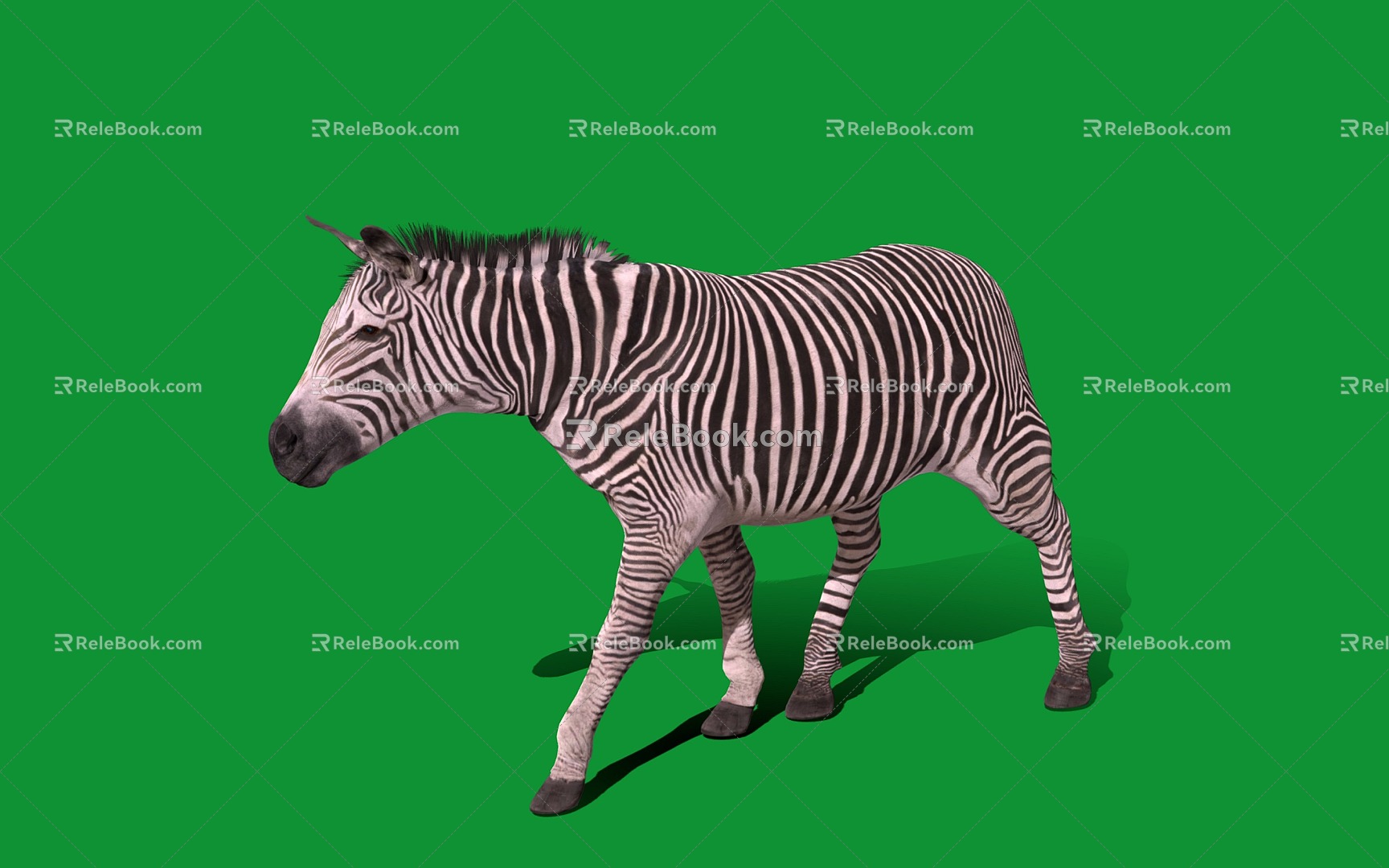 Modern Zebra 3d model