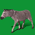 Modern Zebra 3d model