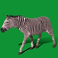 Modern Zebra 3d model