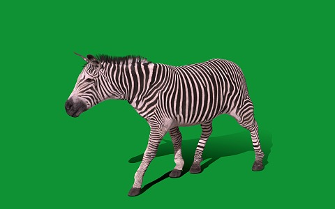 Modern Zebra 3d model