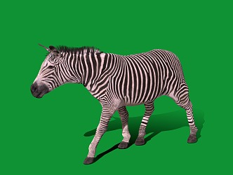 Modern Zebra 3d model