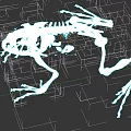 Detailed Aquatic Animal Frog Skeleton Anatomical Structure On Black Background