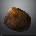 Close Up View Of Orange Red Shellfish With Shiny Surface On Gray Background