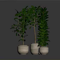 Four Green Indoor Potted Plants In Different Colored Pots Against Gray Background