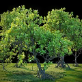 Green Lush Shrub With Dense Leaves And Exposed Roots Growing In Grassland