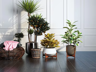 Indoor Bonsai Potted Plants With Green Leafy Foliage In Ceramic And Woven Planters 3d model