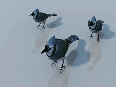 Three Blue Jay Birds With Crested Heads Standing On Light Background With Shadows 3d model