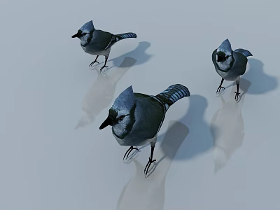 Three Blue Jay Birds With Crested Heads Standing On Light Background With Shadows 3d model