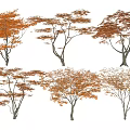 red maple tree landscape tree maple tree 3d model