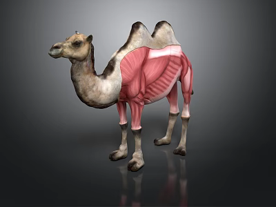 Camel Anatomical Model Showing Muscular Organs And Body Fur Details 3d model