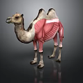Camel Anatomical Model Showing Muscular Organs And Body Fur Details