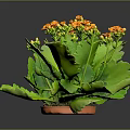 Vibrant Houseplant With Green Leaves And Orange Flowers In Clay Pot