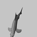 Silver Scaled Fish With Red Tail Fin And Orange Fins In Calm Water