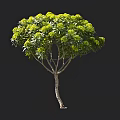 Lush Green Arbor With Multiple Branches Thick Wooden Trunk And Dense Foliage
