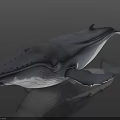 Detailed Gray Whale Model on Black Background with Shiny Realistic Surface