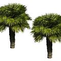 Two Tall Palm Trees With Lush Green Fronds And Thick Brown Trunks