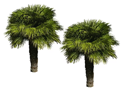 Two Tall Palm Trees With Lush Green Fronds And Thick Brown Trunks 3d model