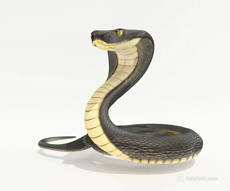 Reptile Cobra Snake With Coiled Body And Raised Head On White Background 3d model 
