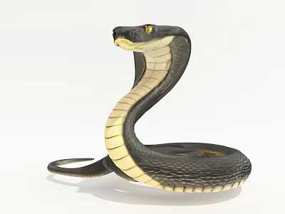 Reptile Cobra Snake With Coiled Body And Raised Head On White Background 3d model