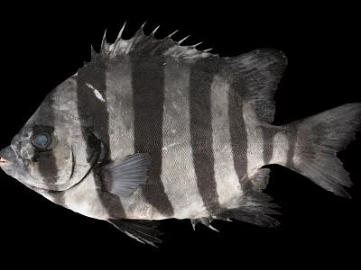 Black And White Striped Fish With Fins And Spines On Black Background 3d model