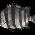 Black And White Striped Fish With Fins And Spines On Black Background