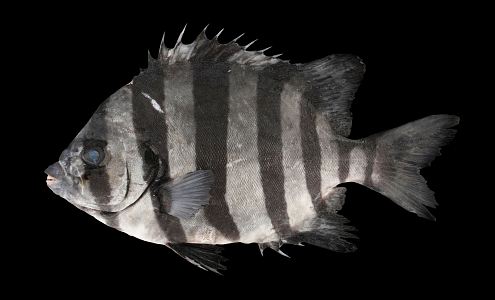 Modern Fish Striped Beaked Fish 3d model