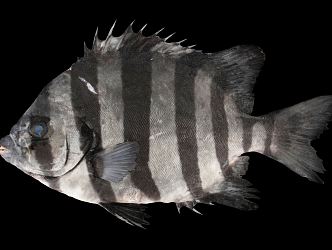 Modern Fish Striped Beaked Fish 3d model