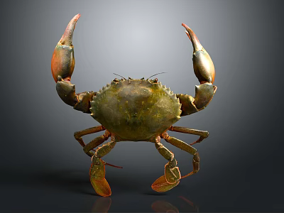 Realistic Giant Crab With Large Orange Claws And Green Shell On Dark Background 3d model