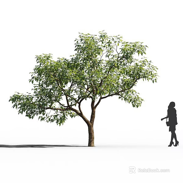 Tall Arbor With Lush Green Foliage And Silhouette Of Woman Holding Object Standing Nearby 3d model 