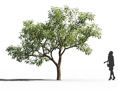 Tall Arbor With Lush Green Foliage And Silhouette Of Woman Holding Object Standing Nearby 3d model