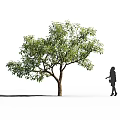 Tall Arbor With Lush Green Foliage And Silhouette Of Woman Holding Object Standing Nearby