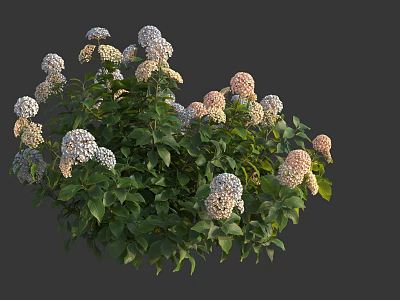 Lush Flowering Bushes With Green Leaves And White Pink Blooms In Garden 3d model