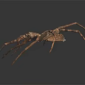 Large Brown Spider With Long Slender Legs On Dark Surface Detailed Body Structure And Texture
