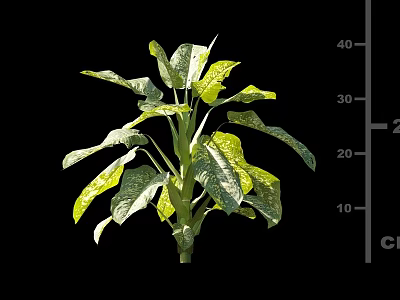 Dai Fen Taro 3d model Dai Fen Taro 3d model