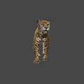 Graceful Spotted Leopard Walking In Sunlit Natural Habitat With Distinctive Fur