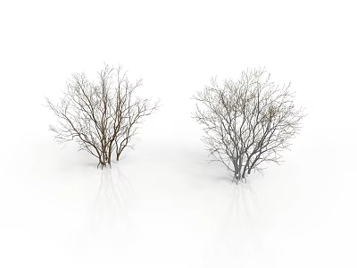 Two Simple Leafless Trees With White Background And Clear Reflections 3d model