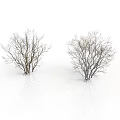 Two Simple Leafless Trees With White Background And Clear Reflections