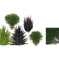 Different Types of Garden Shrubs with Green and Purple Foliage for Landscaping